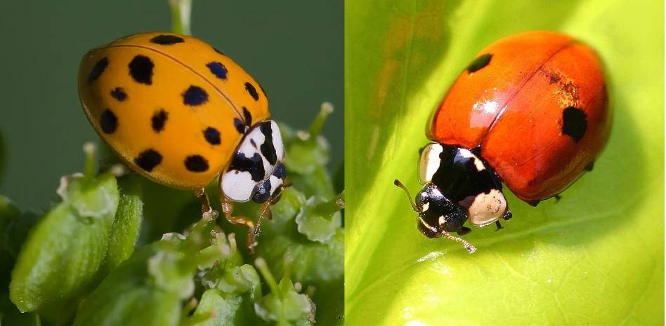 donde encontrar mariquitas - Hábitat frecuente de las mariquitas