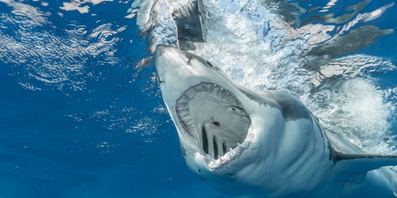 donde estan los tiburones blancos - Cómo es el hábitat y la reproducción del tiburón blanco