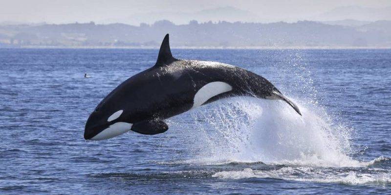 donde habitan las orcas - Dónde viven las orcas en su hábitat natural