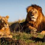 Cuál es el hábitat natural de los leones africanos