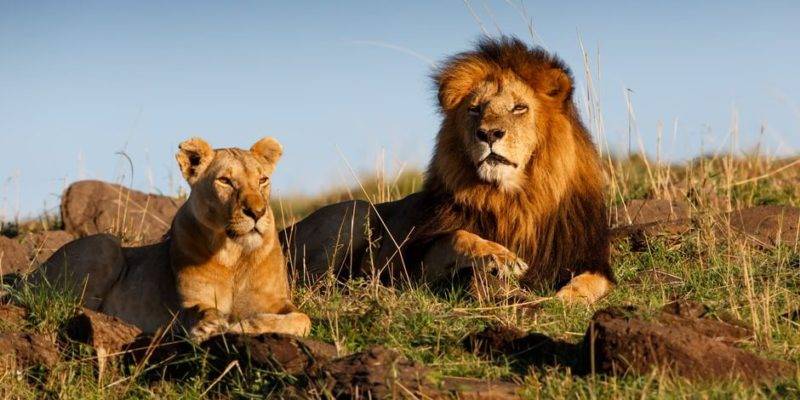 donde hay leones - Cuál es el hábitat natural de los leones africanos