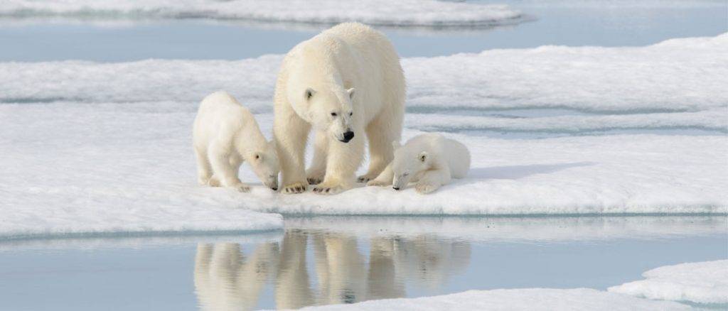 donde hay osos polares - Cuál es el hábitat natural de los osos polares