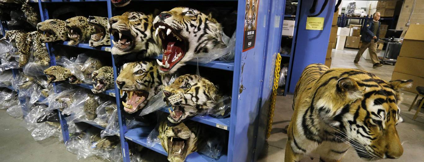 Cuál es el hábitat natural de los tigres africanos