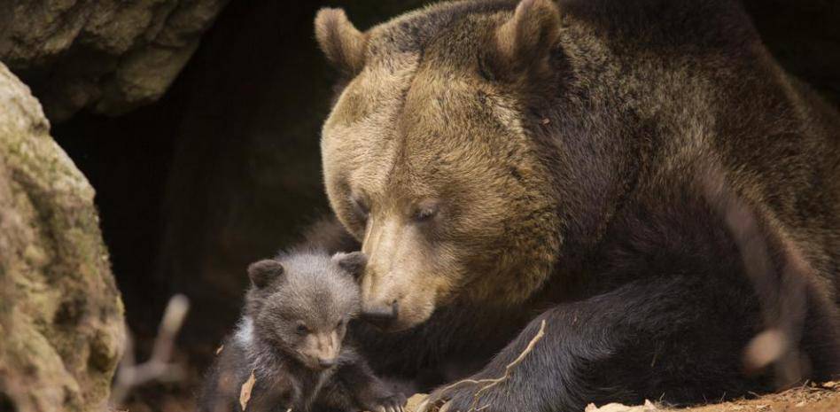 donde hibernan los osos - Por qué los osos hibernan durante el invierno