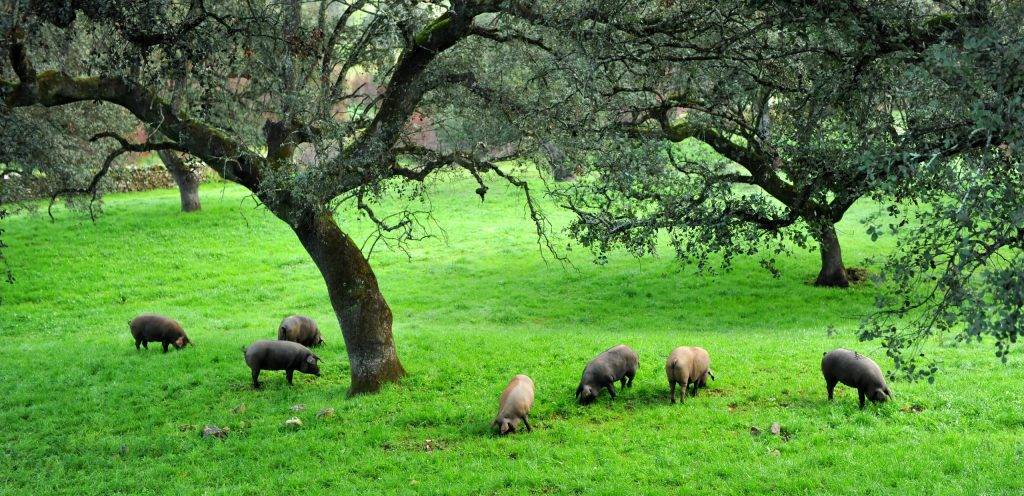 donde vive el cerdo - Dónde suelen habitar los cerdos domésticos