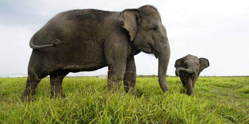 donde vive el elefante - Cuál es el hábitat natural de los elefantes