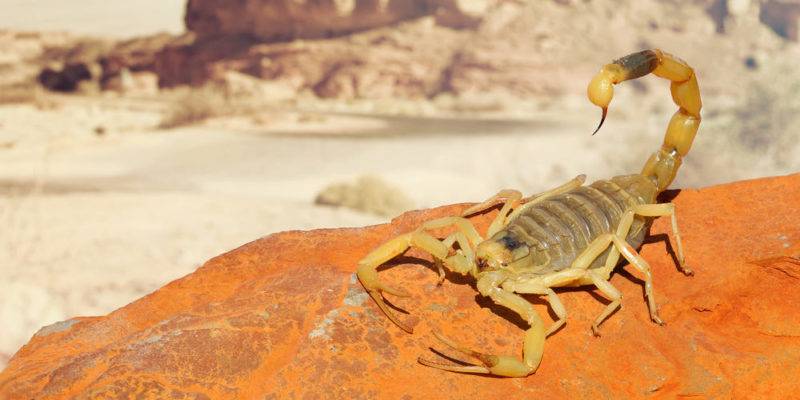 donde vive el escorpion - En qué tipo de hábitat viven los escorpiones