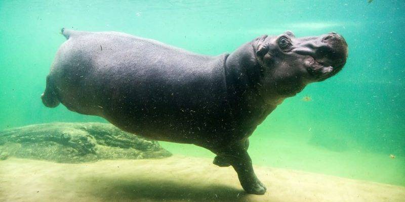 donde vive el hipopotamo - Cuál es el hábitat natural de los hipopótamos