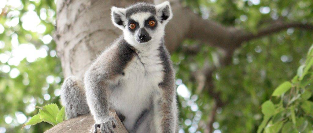 donde vive el lemur - Dónde viven los lémures en su hábitat natural