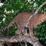 Cuál es el hábitat natural de los leopardos