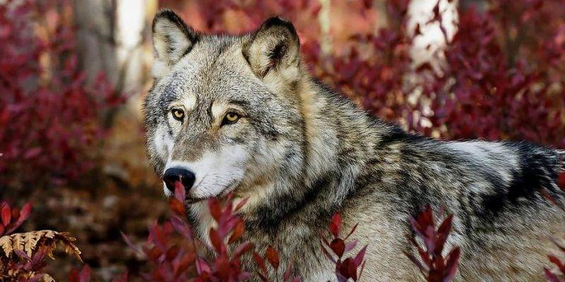 donde vive el lobo - Dónde viven los lobos y cuál es su entorno natural