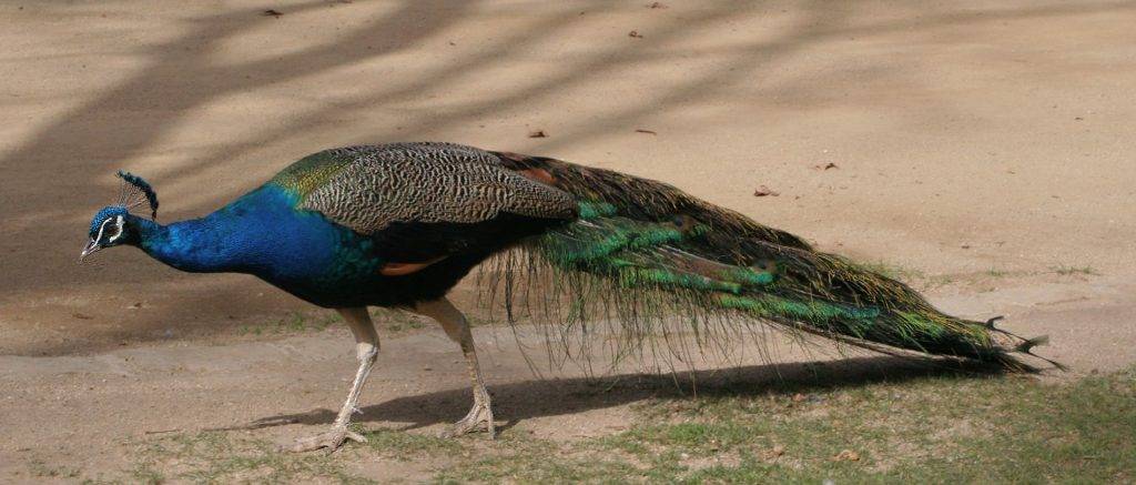 donde vive el pavo real - Dónde vive el pavo real y cuáles son sus características únicas