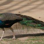 Dónde vive el pavo real y cuáles son sus características únicas