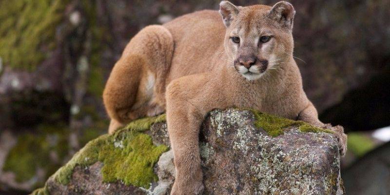 donde vive el puma - Cuál es el hábitat natural de los pumas