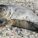 Dónde suelen vivir las focas