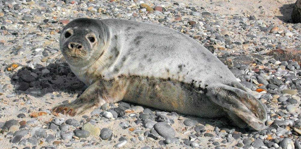 donde vive la foca - Dónde suelen vivir las focas