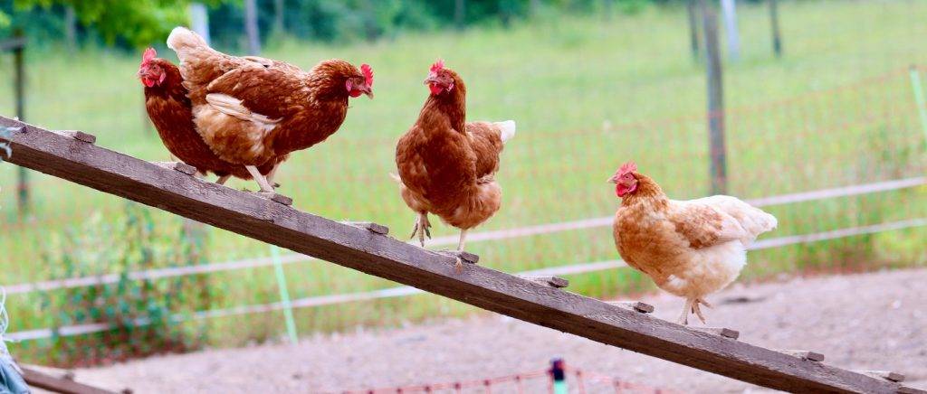 donde vive la gallina - Cómo criar gallinas de forma adecuada y productiva