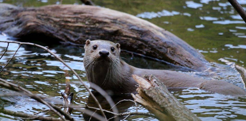 donde vive la nutria - Dónde residen las nutrias