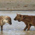 Cuál es el hábitat natural de las hienas