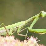 Dónde viven las mantis religiosas y cómo se reproducen