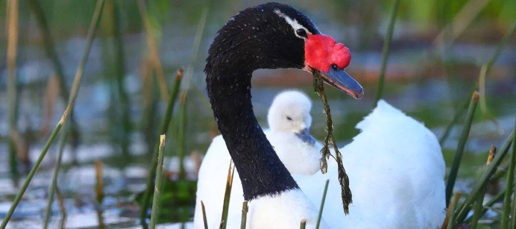 donde viven los cisnes - Dónde suelen vivir los cisnes y cuál es su dieta habitual