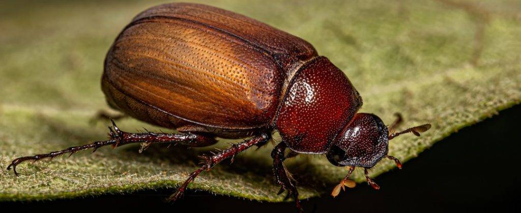 donde viven los escarabajos - Cuál es el hábitat natural de los escarabajos