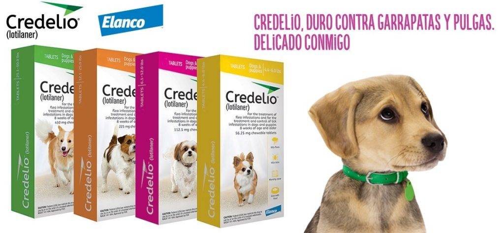 dosis letal de raticida en perros - Cómo tratar la intoxicación de raticida en perros