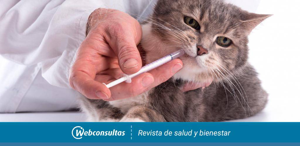 dosis vibracina gatos - Cómo administrar Vibracina de forma segura a los gatos