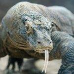 Por qué el dragón de Komodo es peligroso para los humanos