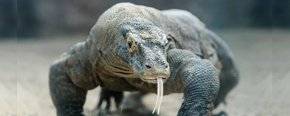 dragon de komodo ataques a humanos - Por qué el dragón de Komodo es peligroso para los humanos