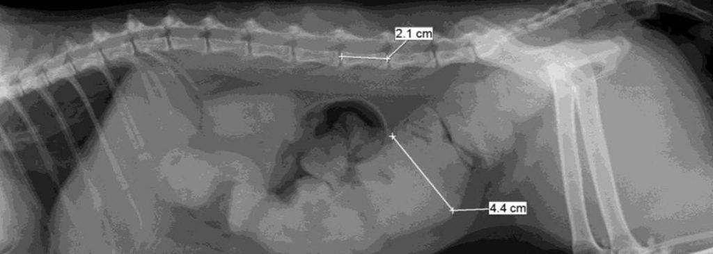 duphalac gatos - Duphalac en gatos: dosis, usos y efectos secundarios