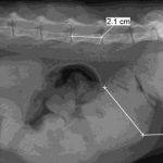 Duphalac en gatos: dosis, usos y efectos secundarios