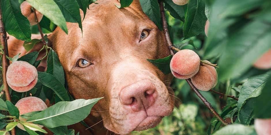 durazno perro - Es seguro que los perros coman melocotón o durazno