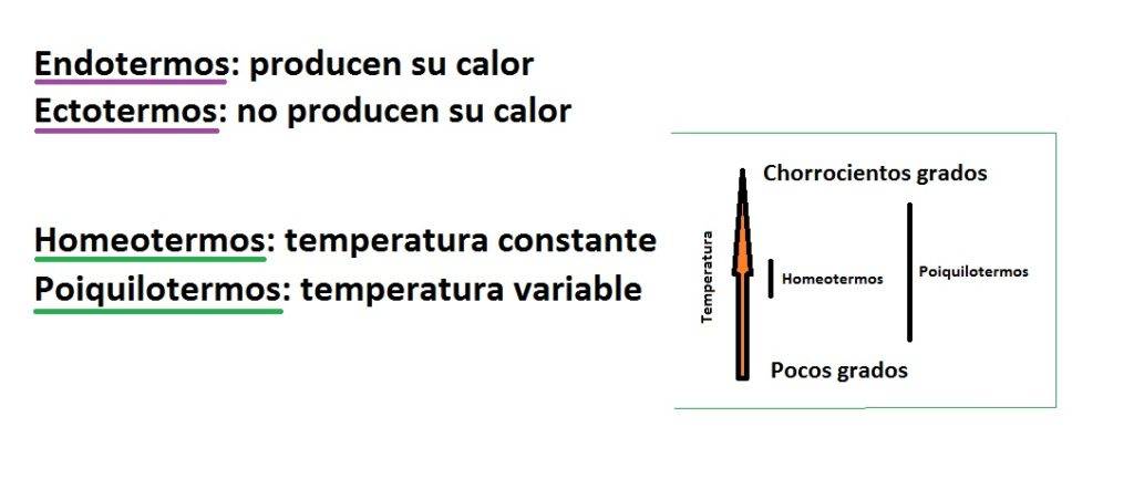 ectotermo y endotermo 1 - Diferencias entre animales endotermos y ectotermos