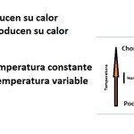 Diferencias entre animales endotermos y ectotermos