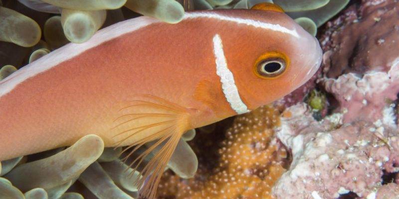 ejemplo de peces oseos - Ejemplos de Peces Óseos: Características y Fotografías