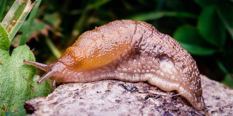 ejemplos de gasteropodos - Qué características tienen los gasterópodos marinos