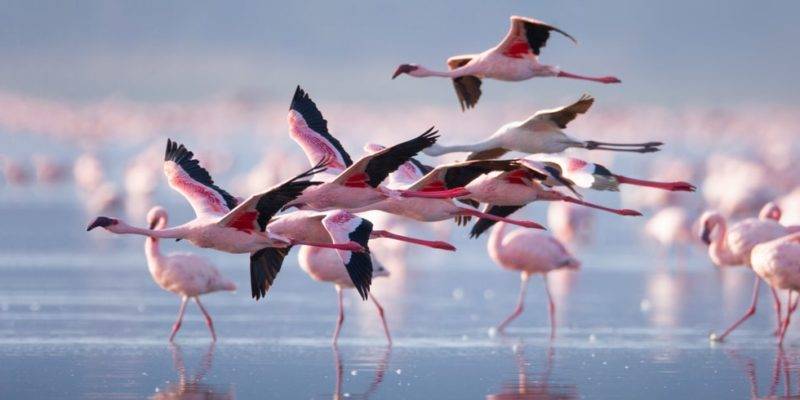 el flamenco vuela - Los flamencos tienen la capacidad de volar