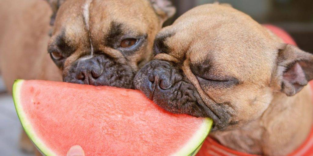 el melon es bueno para los perros - Es seguro que los perros coman melón