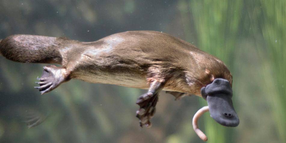 el ornitorrinco es venenoso - Es realmente mortal el veneno del ornitorrinco