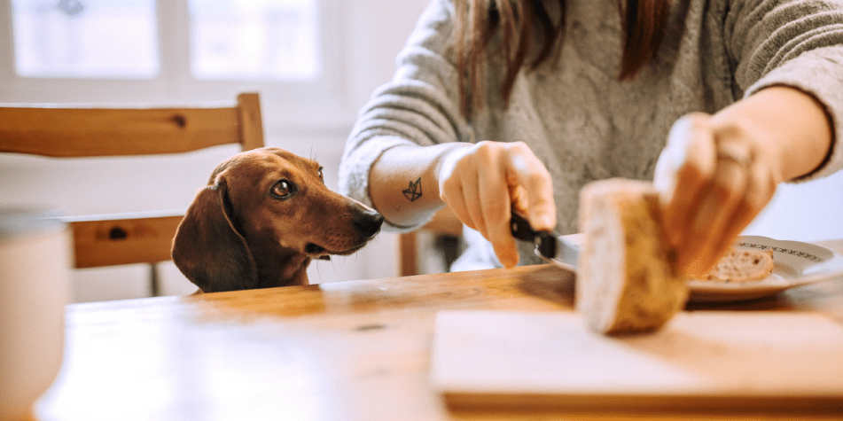 el pan es bueno para los perros 1 - Es recomendable que los perros coman pan en su dieta diaria