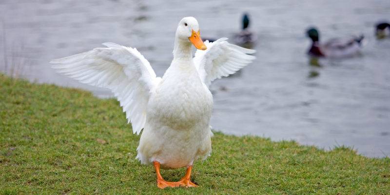 el pato vuela - Los patos son capaces de volar