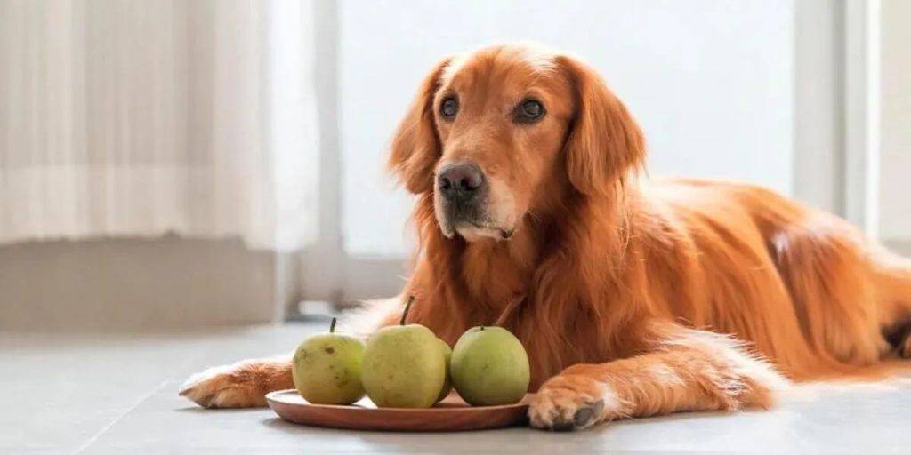 el pepino es bueno para los perros 1 - Es seguro para los perros comer pepino