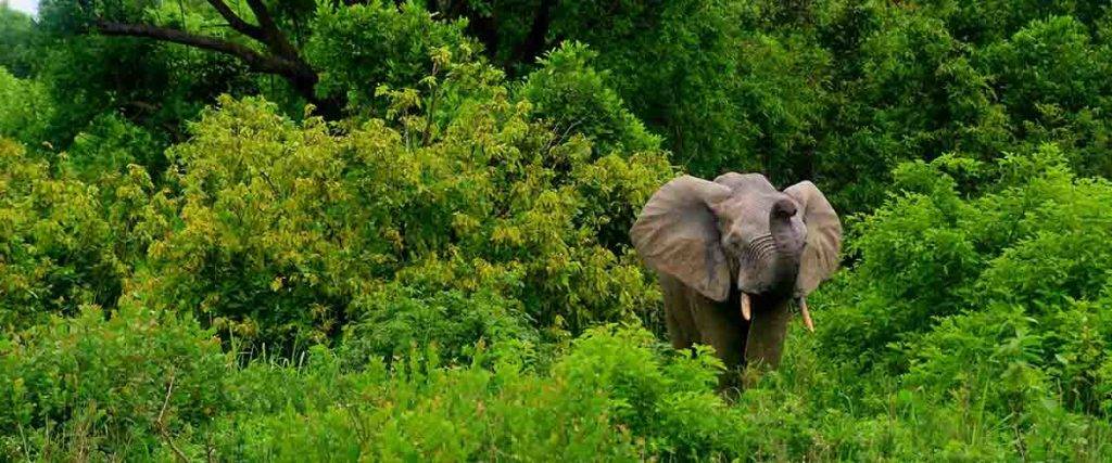 elefante africano de bosque - Por qué el elefante de bosque africano está en peligro