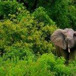 Por qué el elefante de bosque africano está en peligro