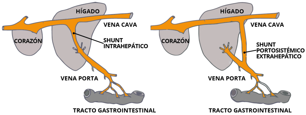 encefalopatia hepatica en perros - Encefalopatía Hepática en Perros: Cómo Detectarla y Tratarla