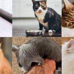 Descubre la personalidad de los gatos según su color