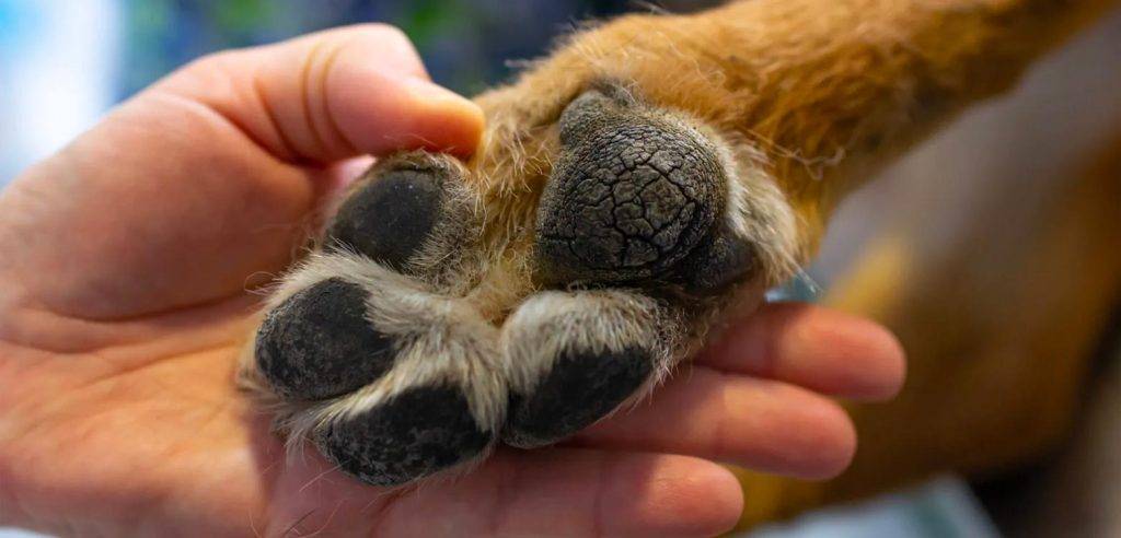 enfermedad almohadillas perro - Enfermedades comunes en las almohadillas de perros