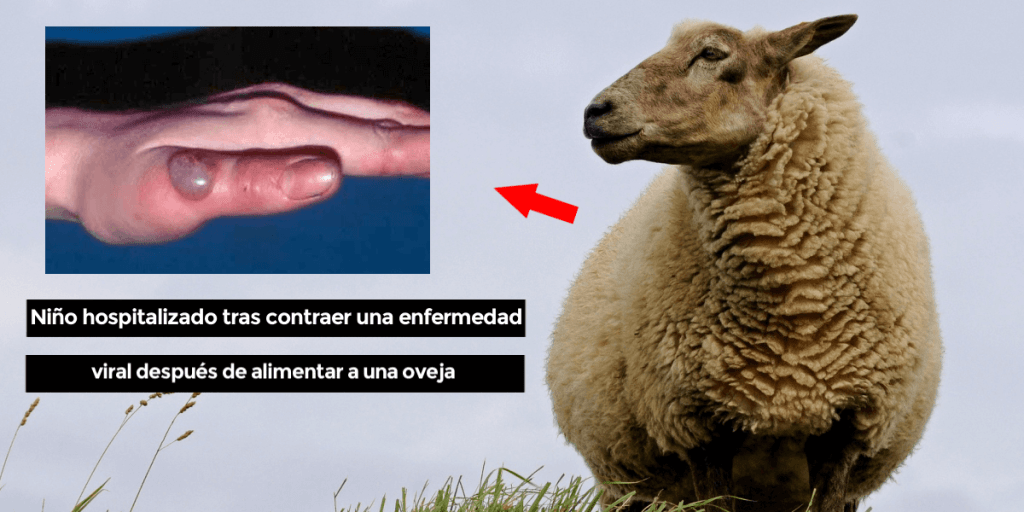 enfermedad de la oveja - Enfermedades frecuentes en ovejas: síntomas y cuidados