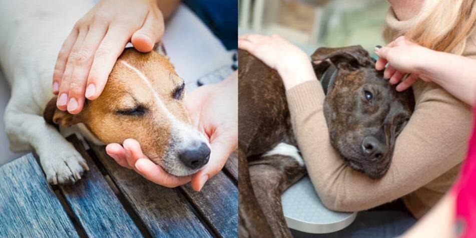 enfermedad de perros mortales - Las 10 enfermedades mortales en perros y sus síntomas